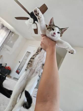 2 gatitos macho cariñosos necesitan un hogar (Lemoore)63695922113921124