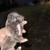 Pitbull puppies 8 thumbnail