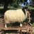 Icelandic Sheep 1 thumbnail