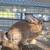 Rabbits - Hollander lop/ Dutch cross and Flemish 4 thumbnail