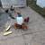 Laying hens 2 thumbnail