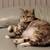 Rehoming female cat 3 thumbnail