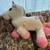 White pink pony 2 thumbnail