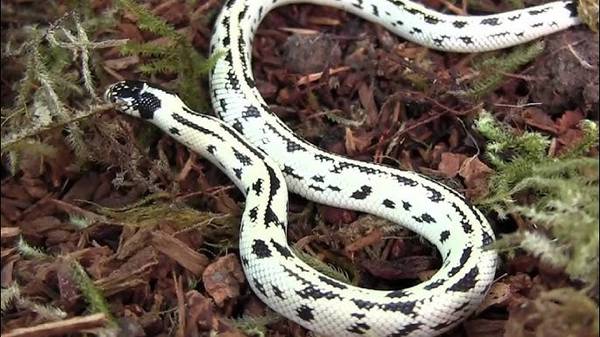 Calico black and white king snake63670021213569120