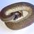 Ball python collection 6 thumbnail