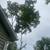 Tree service 4 thumbnail