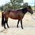 5 y/o mustang mare trail horse lesson horse 1 thumbnail
