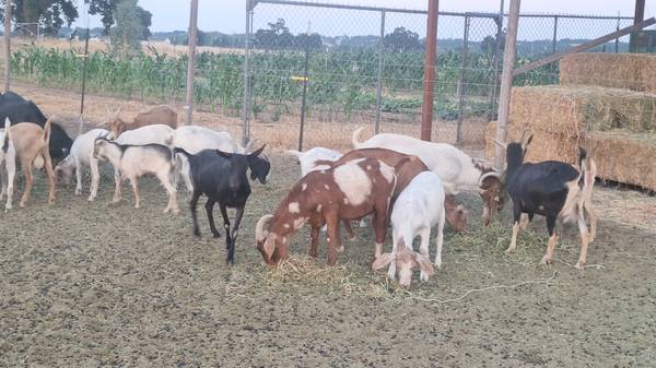 Chivos en venta/Goats for sale Starting $150 1