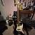 Jazz bass 1 thumbnail