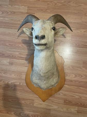 Taxidermy Ram 1