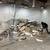 SAN RAMON-DUBLIN-PLEASANTON-JUNK HAULING REMOVAL 7 thumbnail