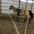 Nice buckskin mare 5 thumbnail
