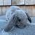 Bunnies Available - Mini Plush Lop 5 thumbnail