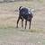 Gallinas y pollitas ,chivos y borregos. 16 thumbnail