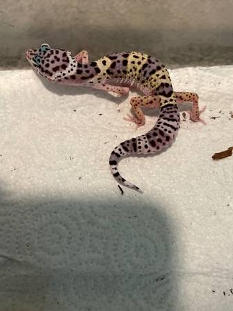 Leopard gecko63682104503937121