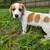 Did you get a Beagle Basset Mix Near Conway around 6/21?! 2 thumbnail
