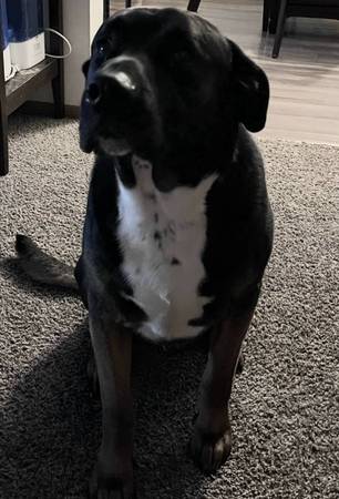 Rehoming Dog (Fargo)63842059299713122