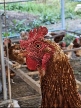 Old layer hens (Lapaz)63936013520387120