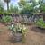 Fruit Trees 2 thumbnail