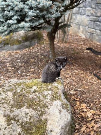 Kittens looking for a forever home 1