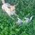 Dog 4 thumbnail