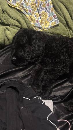 Aussiepoodle (Jacksonville)63682121500163121