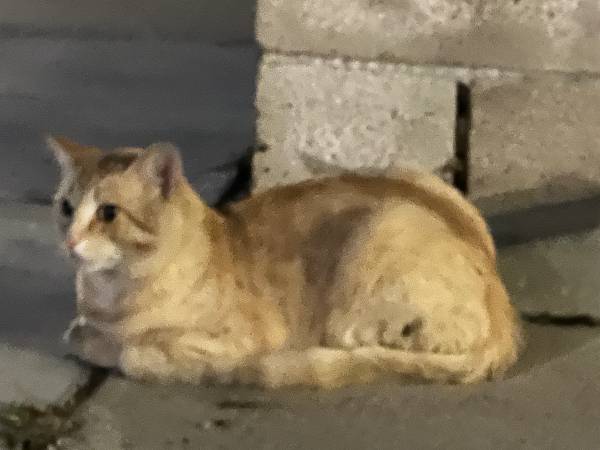 Found Cat Light Tan Blonde Color Maybe Orange (Lost) (Midway City)63148944136705122