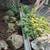 Landscaping decorative rocks and boulders 5 thumbnail