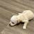 Rehoming 4 puppies 16 thumbnail