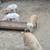 Feeder Piglets in Marmaduke-NO HOLDS 1 thumbnail
