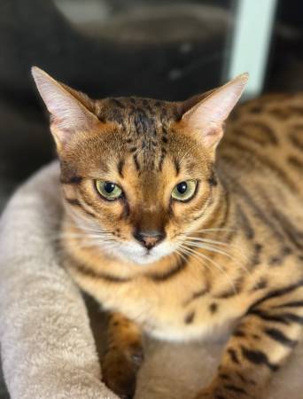 Male bengal (Mill creek)63853558970499121
