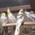 Cockatiel for sale 22 thumbnail
