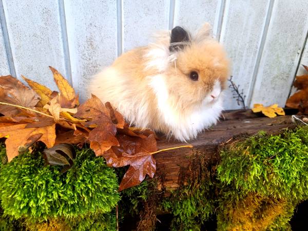 Socialized Purebred Dwarf Lionhead and Holland lop Bunnies 1