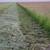 2025 Bluestem Grass Hay 10 thumbnail