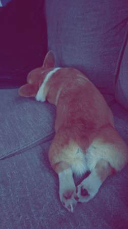 Female Corgi Born 4-9-2363843454665345123