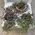 String of Ruby Necklaces Plants 2 thumbnail