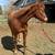 Iceys Shinin Gun - AQHA Red Roan Yearling filly 3 thumbnail