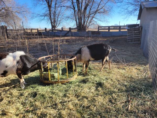 2 LaMancha bucks for sale 1
