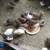 Quails 1 thumbnail