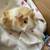 Super cute baby Abyssinian guinea pigs! 3 thumbnail
