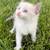 Kittens ragdool mix 3 thumbnail