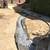 CUTTING EDGE LANDSCAPING SERVICES..A cut above the rest 19 thumbnail