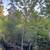 Shade Tree & Fruit tree Close Out Sale - Prices 1/2 of Wholesale 2 thumbnail