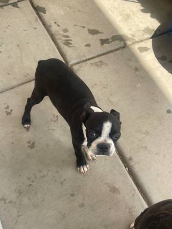 Boston cachorro macho y hembra (Pamdale)63767733189635123