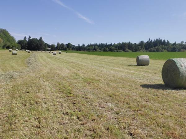 Grass Hay Rounds 1