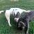 Exotic Bully Puppies 3 thumbnail