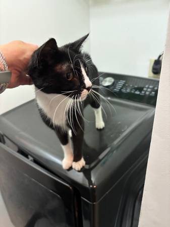 Tuxedo kitty 1