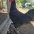Young rooster to a good home 1 thumbnail
