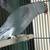 Parrots 1 thumbnail