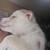 Husky Puppy 8 thumbnail